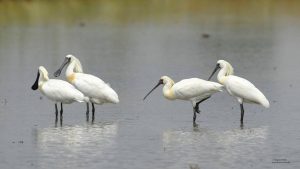 Black-faced Spoonbill
