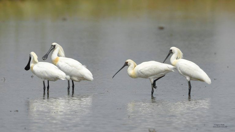 Black-faced Spoonbill