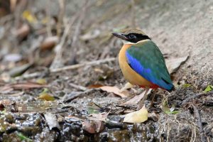 Blue-winged Pitta
