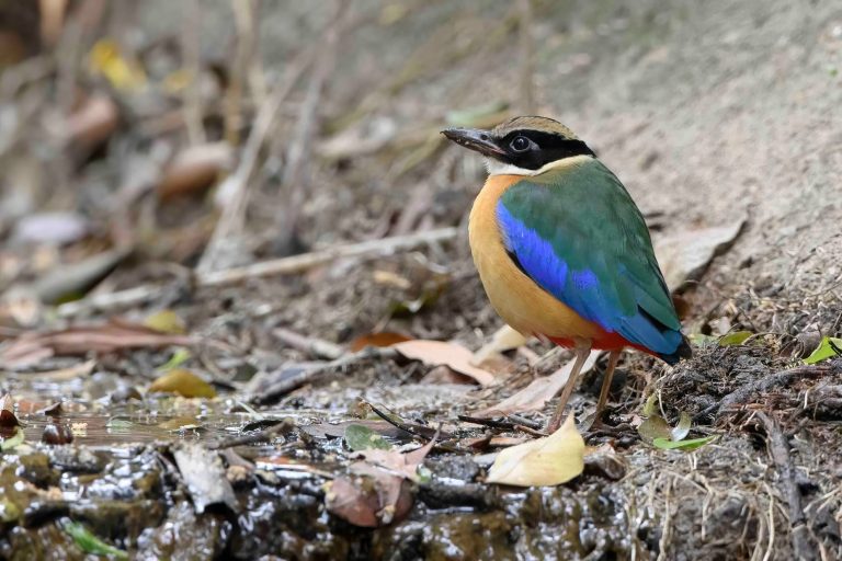 Blue-winged Pitta