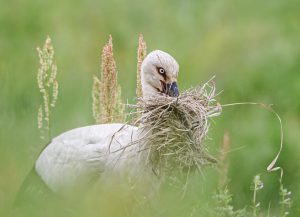 Oriental Stork. Japan